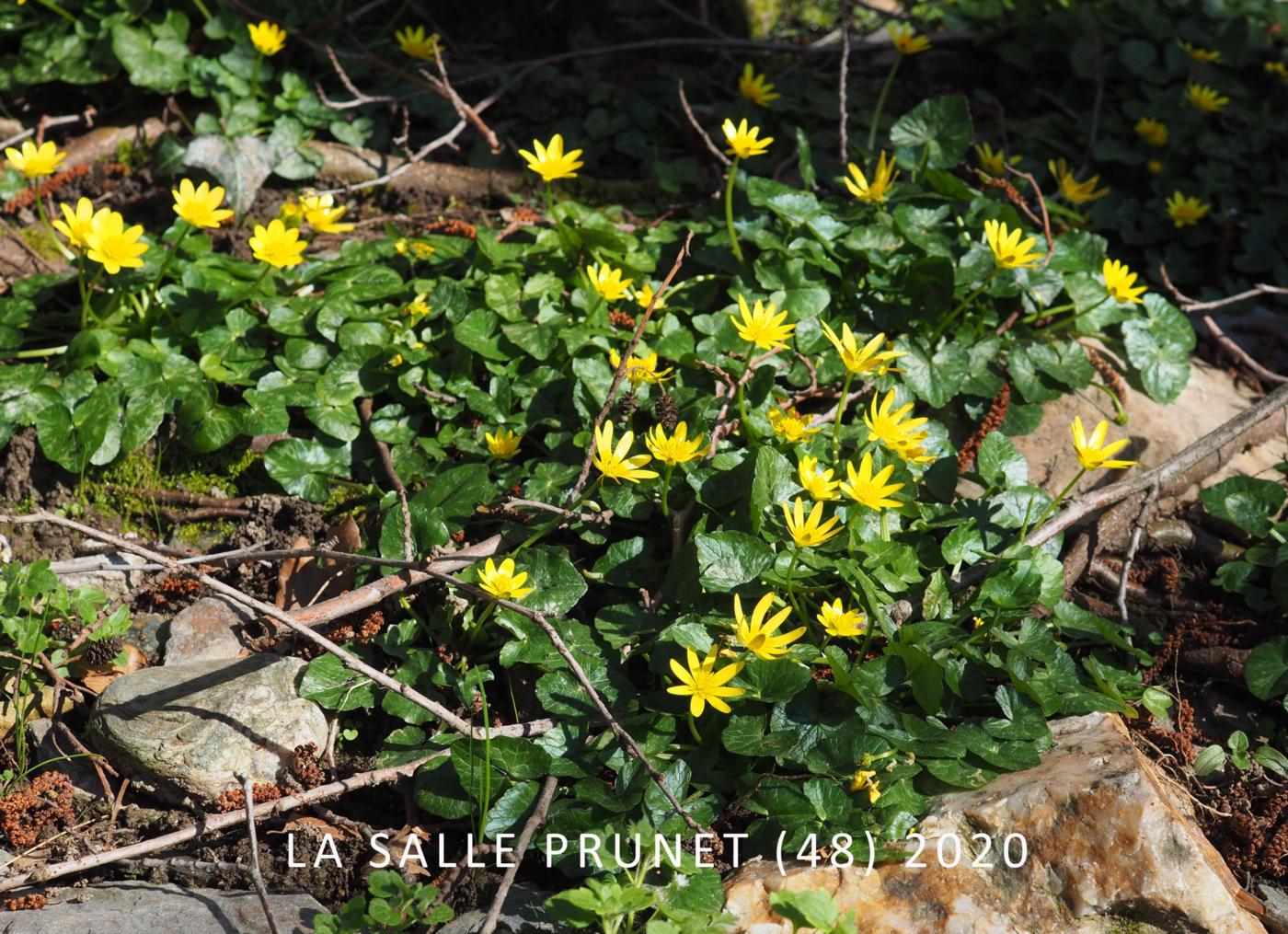 Celandine, Lesser plant